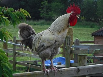 Black Mountain View Bed And Breakfast