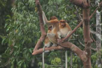 Bed & Breakfast Arut Riverside Orangutan Guest House