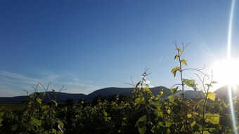 Hotel G�stehaus Bourdy