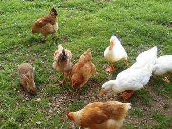 Bed & Breakfast La Campagne De Piemon