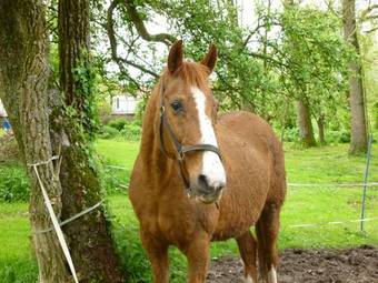 Bed & Breakfast Manoir Francis