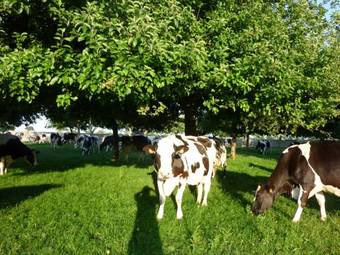 Bed & Breakfast Manoir De L'hermerel