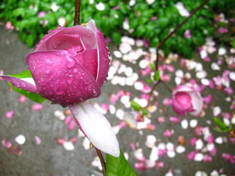 G�te Les Deux H�tres