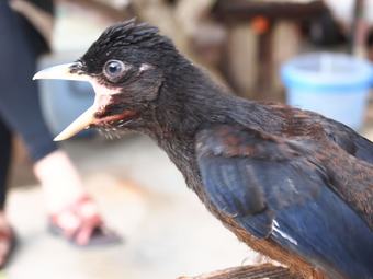 Hotel Amami Hoshizora Village Yadorihama