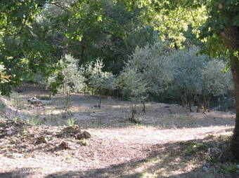 Les Restanques Aux Oliviers