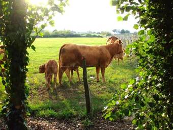 Bed & Breakfast Le Logis De Clope Chien