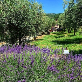 Agroturismo Agriturismo La Rocca Degli Ulivi
