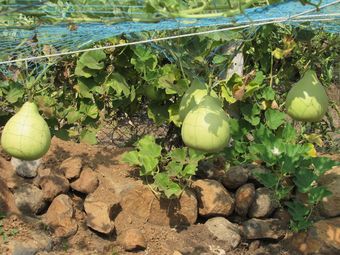 Hotel Anil Farm House