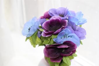 Hotel Napier Town House