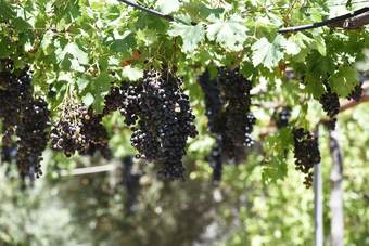 Hotel Elia Guesthouse