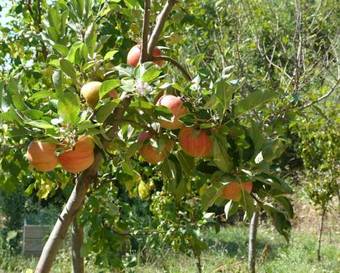 Bed & Breakfast Lavandaline