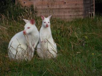 Bed & Breakfast Chambre D'h�tes Etretat