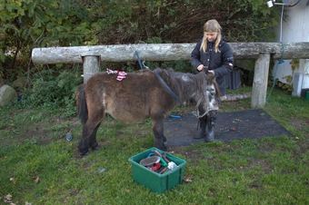 Apartamentos Skandihest