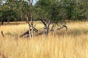 Hotel Kraj Tiger Resort