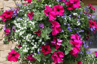 Bed & Breakfast Northumberland Cottage