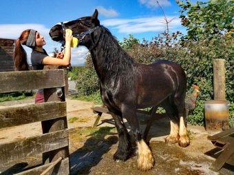 Balloch O'dee - Bluebell