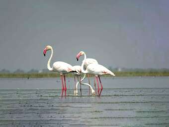 Thour Nature Resorts