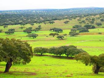 Villa Casas Rurales Acebuche