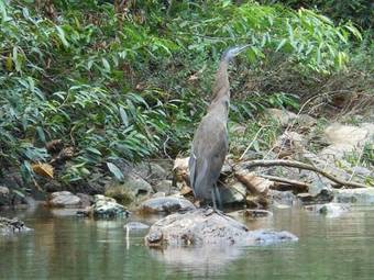 Macaw Bank Jungle Lodge
