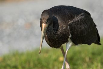 Agroturismo Steigmatt Bauernhof - Erlebnis