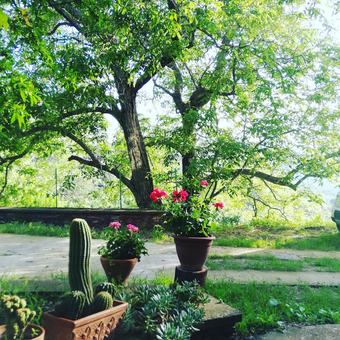 Bed & Breakfast L'agrifoglio