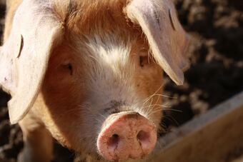 Bed & Breakfast Ebberley Escapes