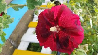 Bungalow With One Bedroom In Maserno, With Wonderful Mountain View, Pool Access And Balcony