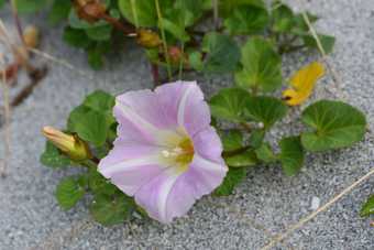 Cabana Glamping Pod For 4