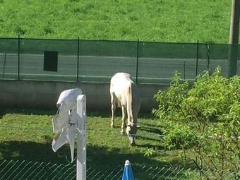 Bed & Breakfast Oca Carolina