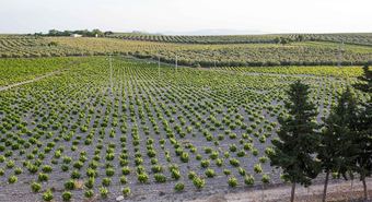 Agroturismo Casa Rural Lagar Los Donceles