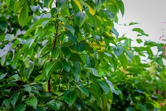 Hotel Ayurveda Villa 386