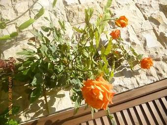 Posada Hostel Dannita