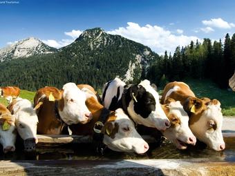 Calming Chalet In Niedernsill Salzburg With Garden