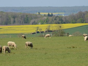 Beautiful, Spacious And Authentic House On The Border Of Champagne And Burgundy
