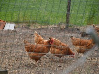 Attractive Holiday Farmhouse With Large Private Garden In The Hinterland Of Peer