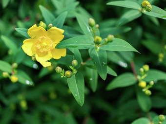 Cosy And Snug Holiday Home With Joint Swimming Pool