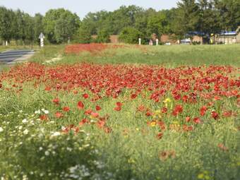 Modern Bungalow In Kr�pelin With Meadows Near