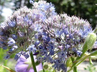 Beautifully Furnished Chalet With A Huge Garden In The Middle Of Nature