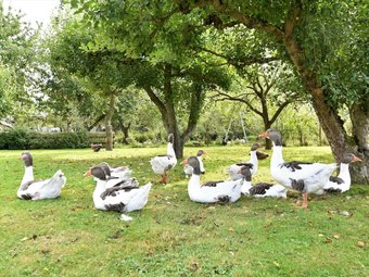 Modern Holiday Home In Thorstorf With Sauna