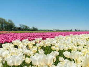 Modern House With Large, Sunny Garden Near Sea And Beach