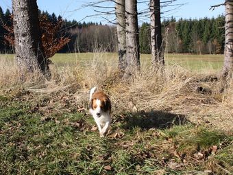 Cushy Holiday Home With Fitness Room, Balcony, Garden, Grill