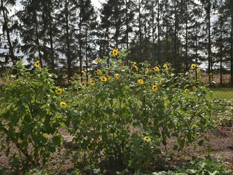 Cozy Apartment In Alt Bukow Germany With Garden