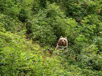 Cosy, Small Apartment In The Black Forest With Private Terrace