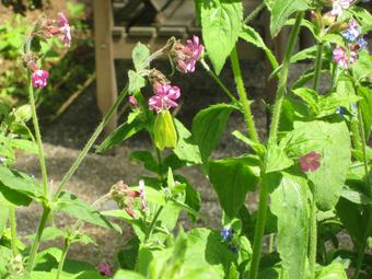 Charming Holiday Home In Hellendoorn Amidst The Forest