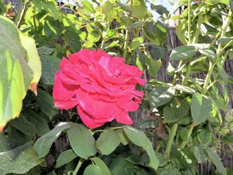 Beautiful Holiday Home With Private Swimming Pool In Rute