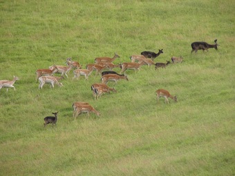 A Holiday Home For 2 Persons In A Deer Park