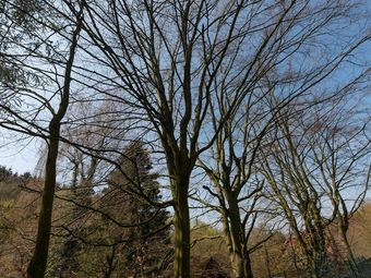 5-person Holiday Home 't Zwijnenhofje In Weserbergland