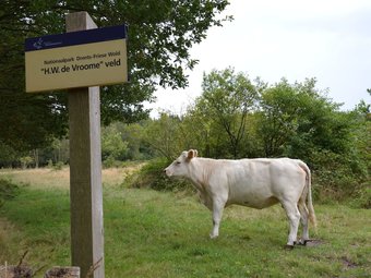 A Detached Bungalow With Outdoor Fireplace, Covered Terrace And Pond In A Forest Plot