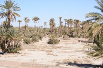Hotel Kasbah Panorama Oasis