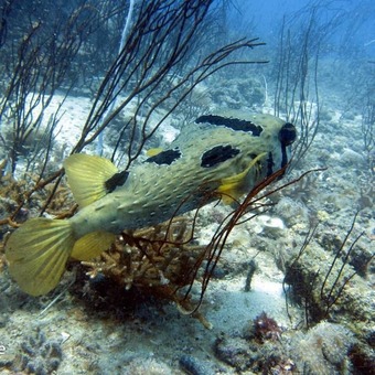 Hotel Santai Bistro & Chalet